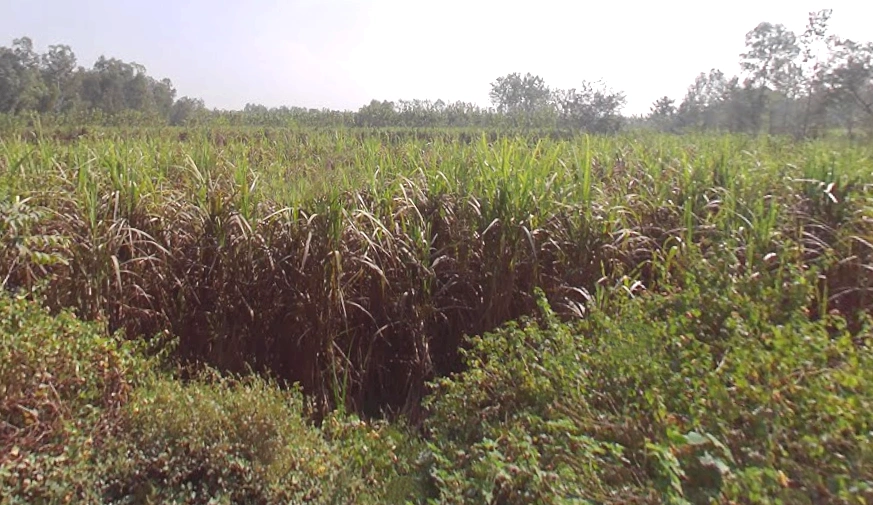 Biharigarh, Uttar Pradesh 247662, India