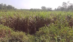 Biharigarh, Uttar Pradesh 247662, India preview 2