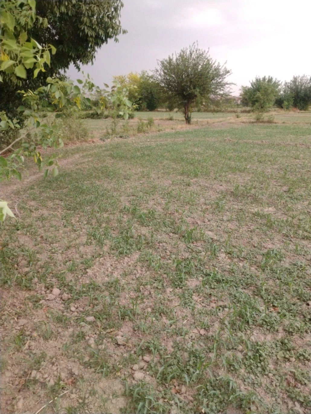 Gauhari, Uttar Pradesh 281401, India