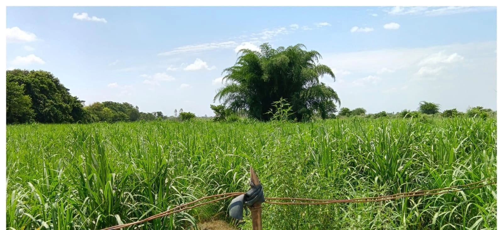 P55H+PGH, Bhadokhar, Uttar Pradesh 224201, India