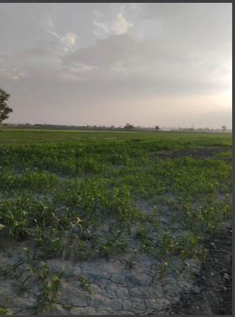 3WXH+92M, Mawana, Uttar Pradesh 250401, India
