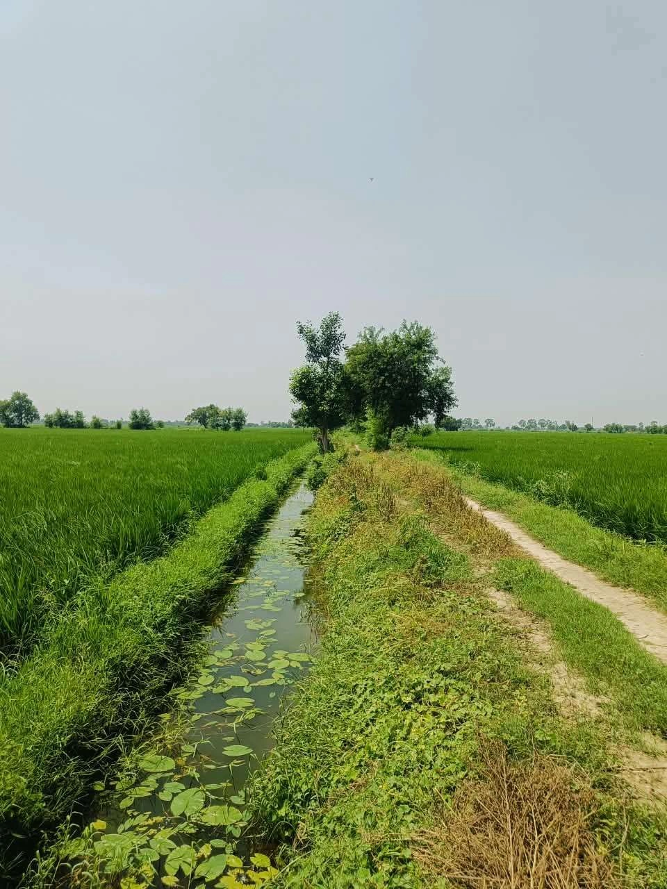 Bajna, Mathura, Uttar Pradesh 281201, India