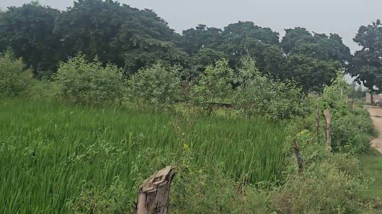 Nagina, Bijnor, Uttar Pradesh 246762, India