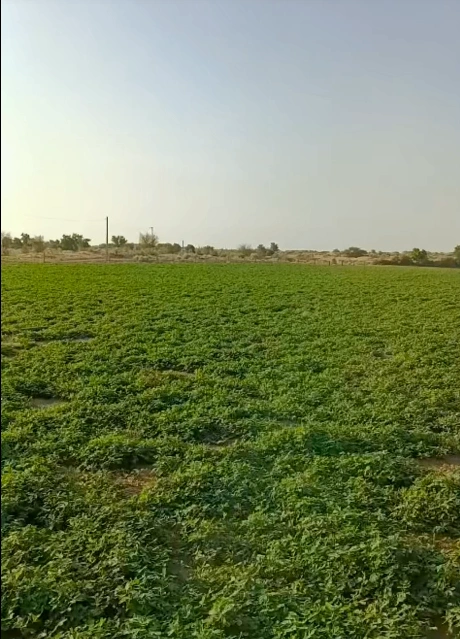 Arjansar, Rajasthan 334604, India