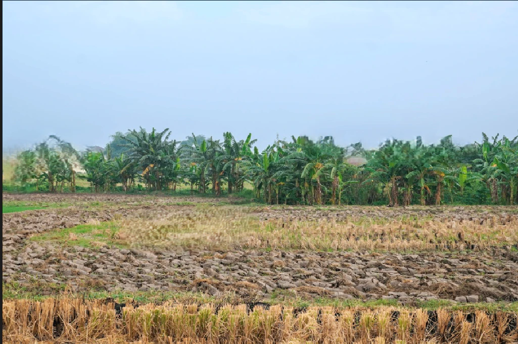 Jamgaon, Chhattisgarh 493661, India