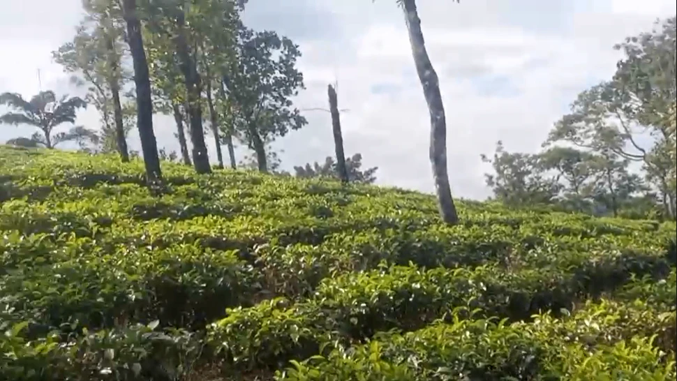 Pattayam Kavala, Kerala, India