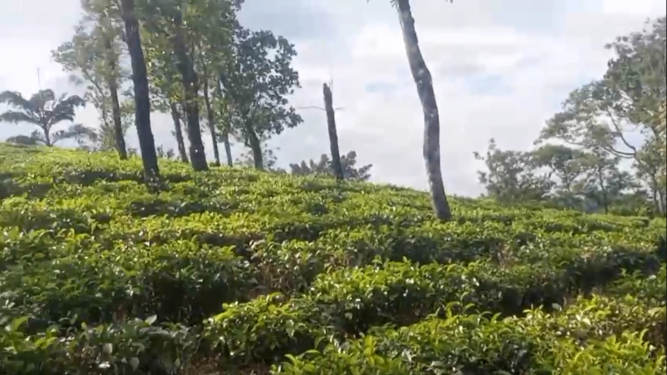 Pattayam Kavala, Kerala, India