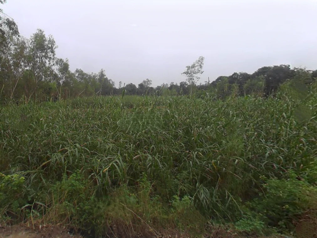 Mata Shakumbhari Devi Rd, Alipur Alis Bhagwala, Uttar Pradesh, India