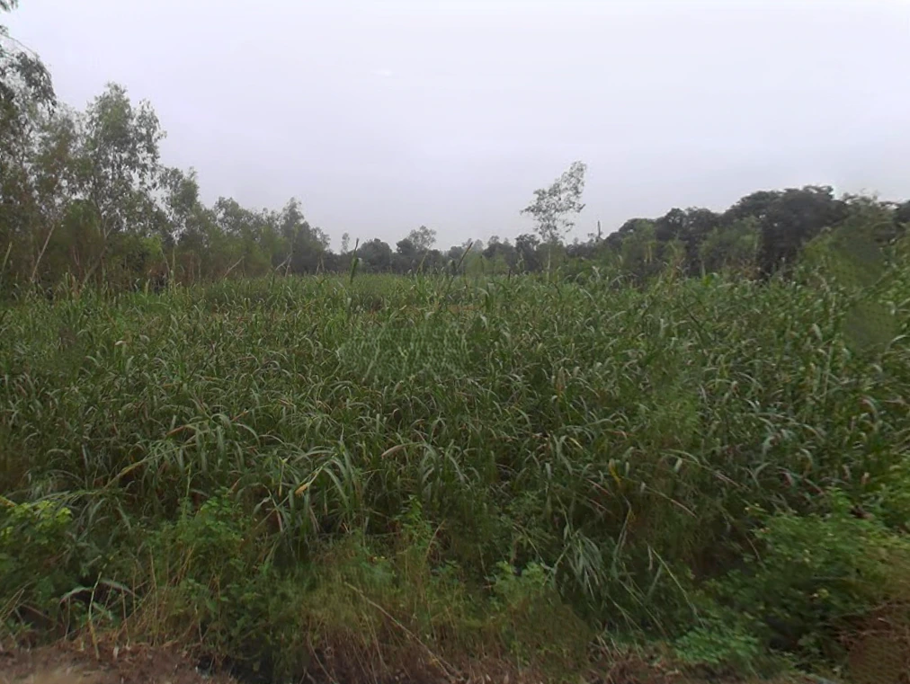 Mata Shakumbhari Devi Rd, Alipur Alis Bhagwala, Uttar Pradesh, India
