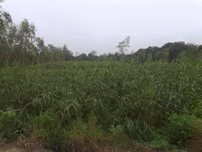 Mata Shakumbhari Devi Rd, Alipur Alis Bhagwala, Uttar Pradesh, India preview 2