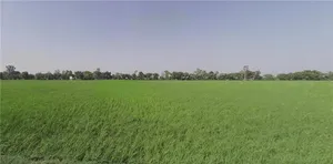Samain, Haryana, India preview 2