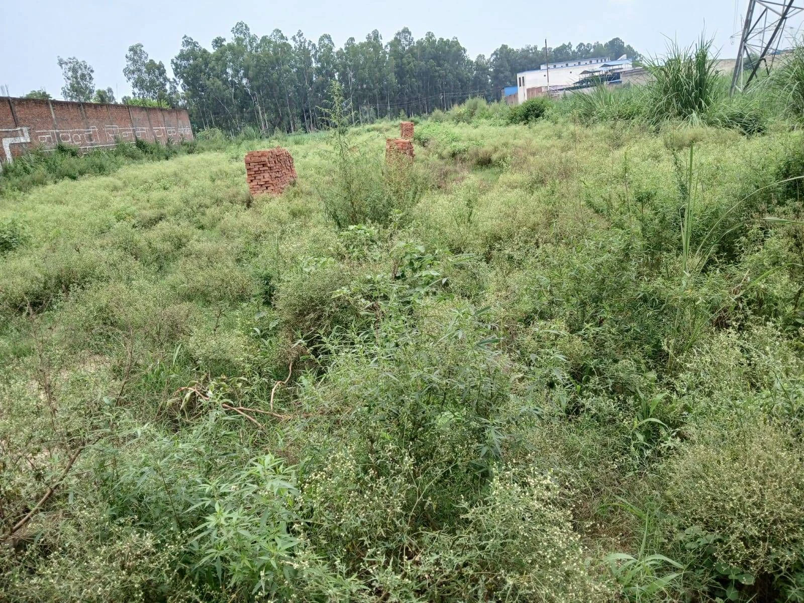 QGJC+755, Yusufpur Manota, Uttar Pradesh, India