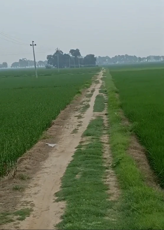 Ratia, Fatehabad, Haryana 125051, India