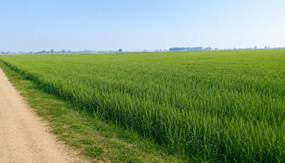 Lakhimpur, Lakhimpur Kheri, Uttar Pradesh 262701, India preview 2
