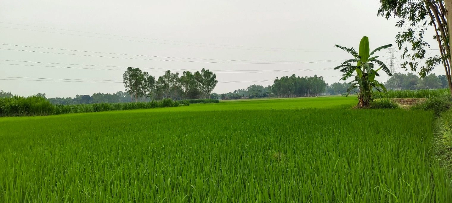 3R7F+2HQ, Ramwasa, Madhya Pradesh, India