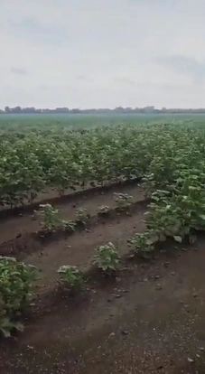 H233+F4 Khijadiya Khari, Amreli, Gujarat, India