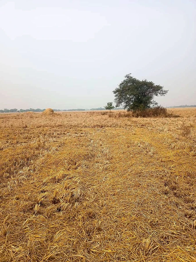 548Q+X5 No.2 Dighali Maji Gaon, Assam, India