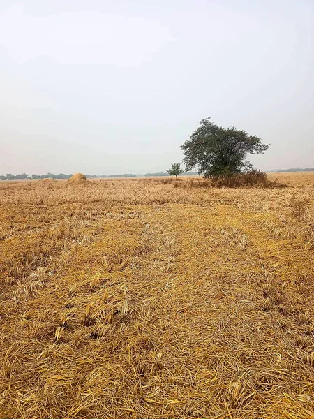 548Q+X5 No.2 Dighali Maji Gaon, Assam, India preview 2