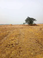 548Q+X5 No.2 Dighali Maji Gaon, Assam, India preview 2