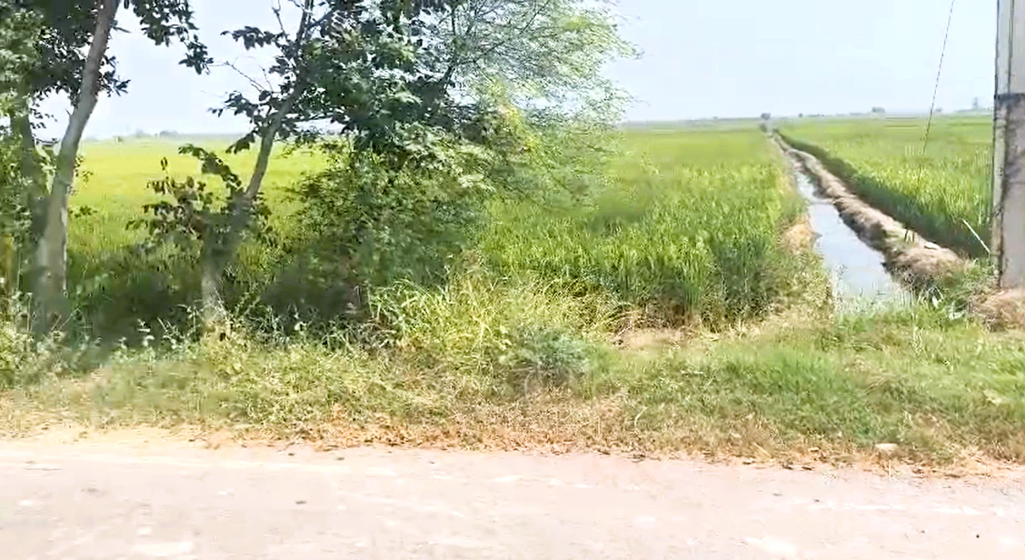 Patwapur, Rohtak, Haryana 124411, India