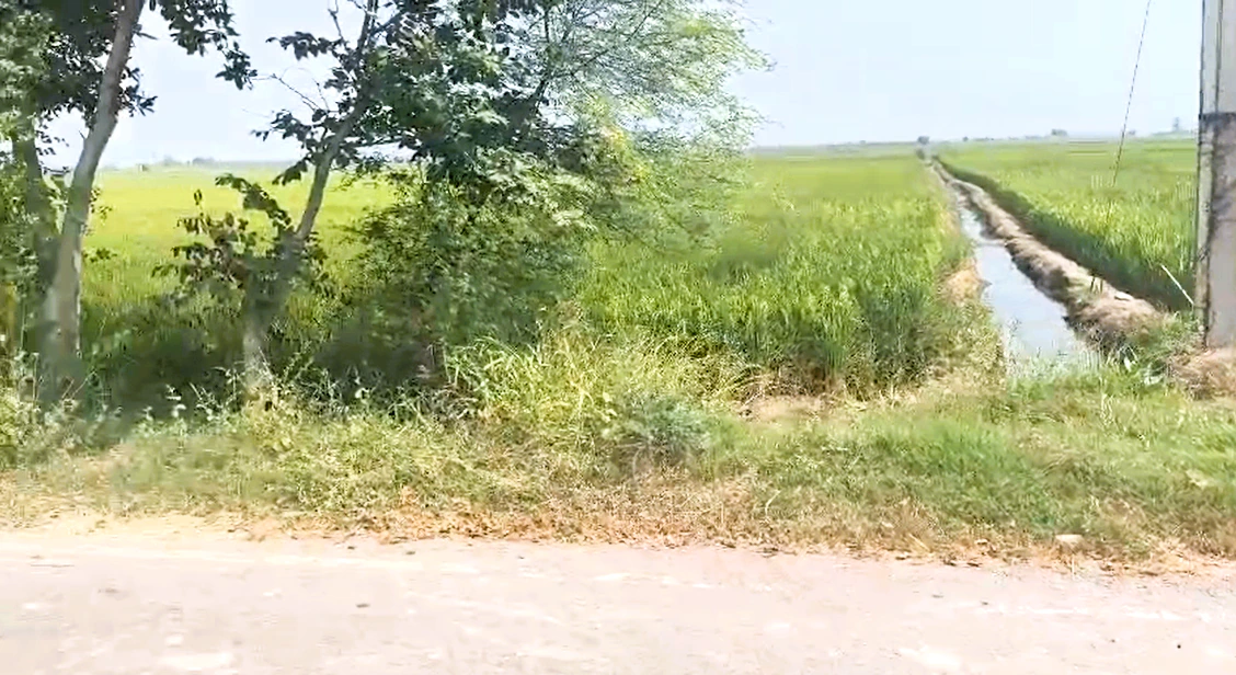 Patwapur, Rohtak, Haryana 124411, India - Photo 2