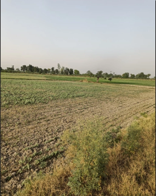 Talwandi Sabo, Punjab 151302, India
