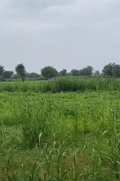 FJFF+3R Padri Kalan, Unnao, Uttar Pradesh, India