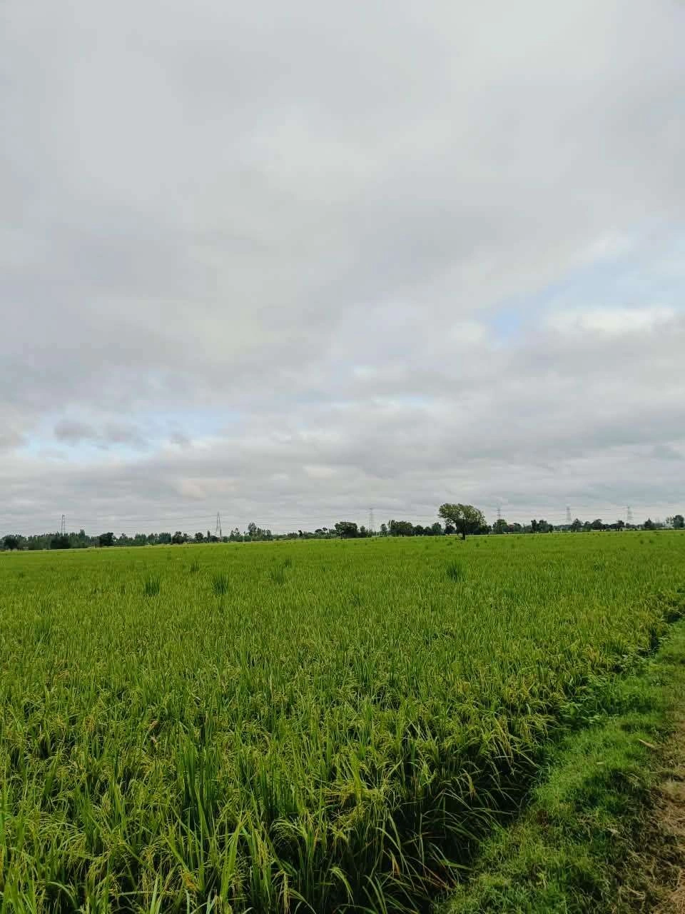 Bheema, Mathura, Uttar Pradesh 281204, India