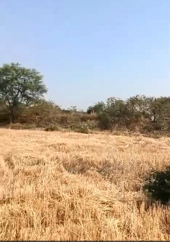 8HHP+QX8, Ujjain, Unhel, Madhya Pradesh 456221, India
