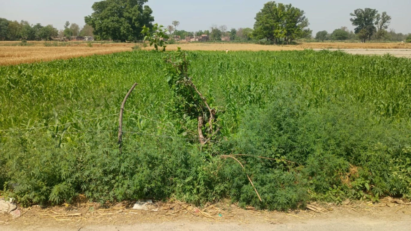 Barnagar, Madhya Pradesh 456771, India preview 4