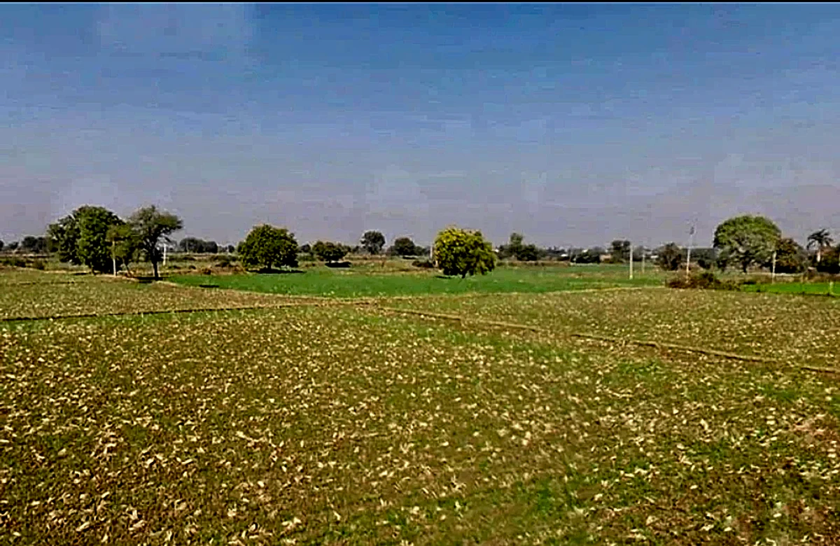 Morija, Rajasthan, India