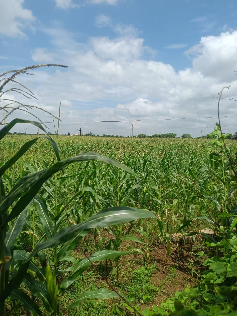 Sironj, Madhya Pradesh 464228, India preview 2