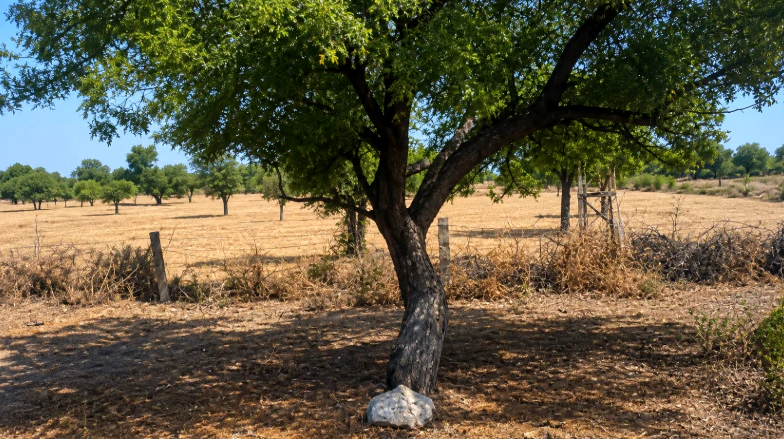 769X+P4Q, Jodhpur, Jetiwas, Doliya, Rajasthan 342027, India