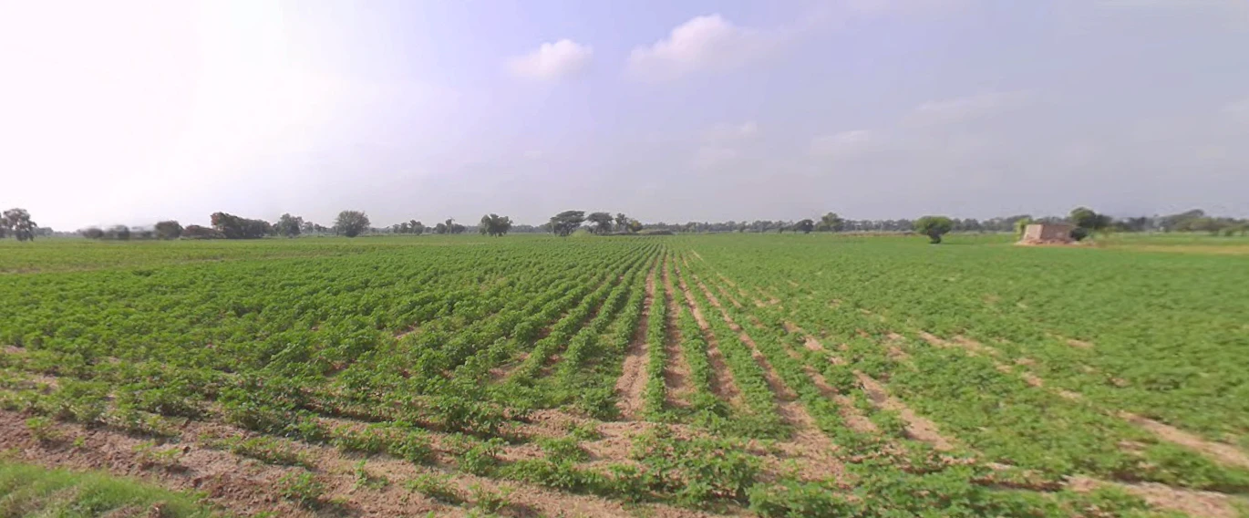 Talwandi Sabo, Punjab 151302, India