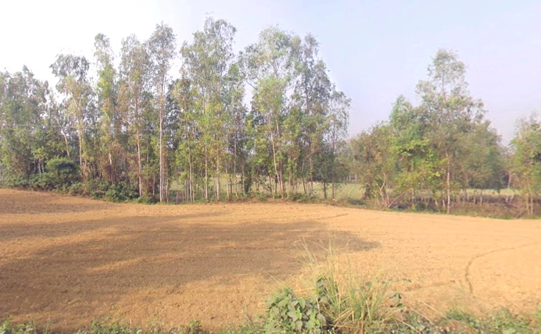 75X8+FFG, Barkheda, Piplya, Madhya Pradesh 473287, India