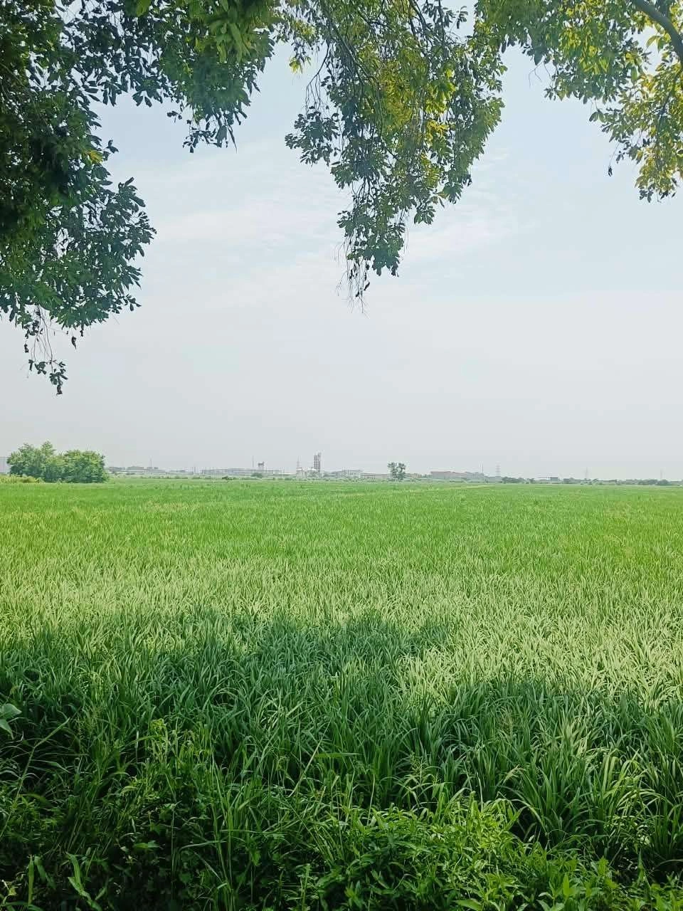 Borpa, Mathura, Uttar Pradesh, India