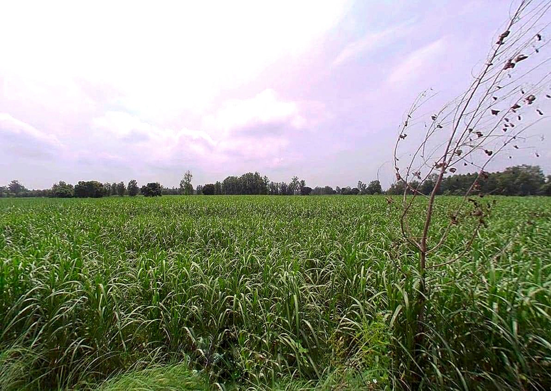 P3JQ+3C8, Salarpur, Uttar Pradesh 245205, India