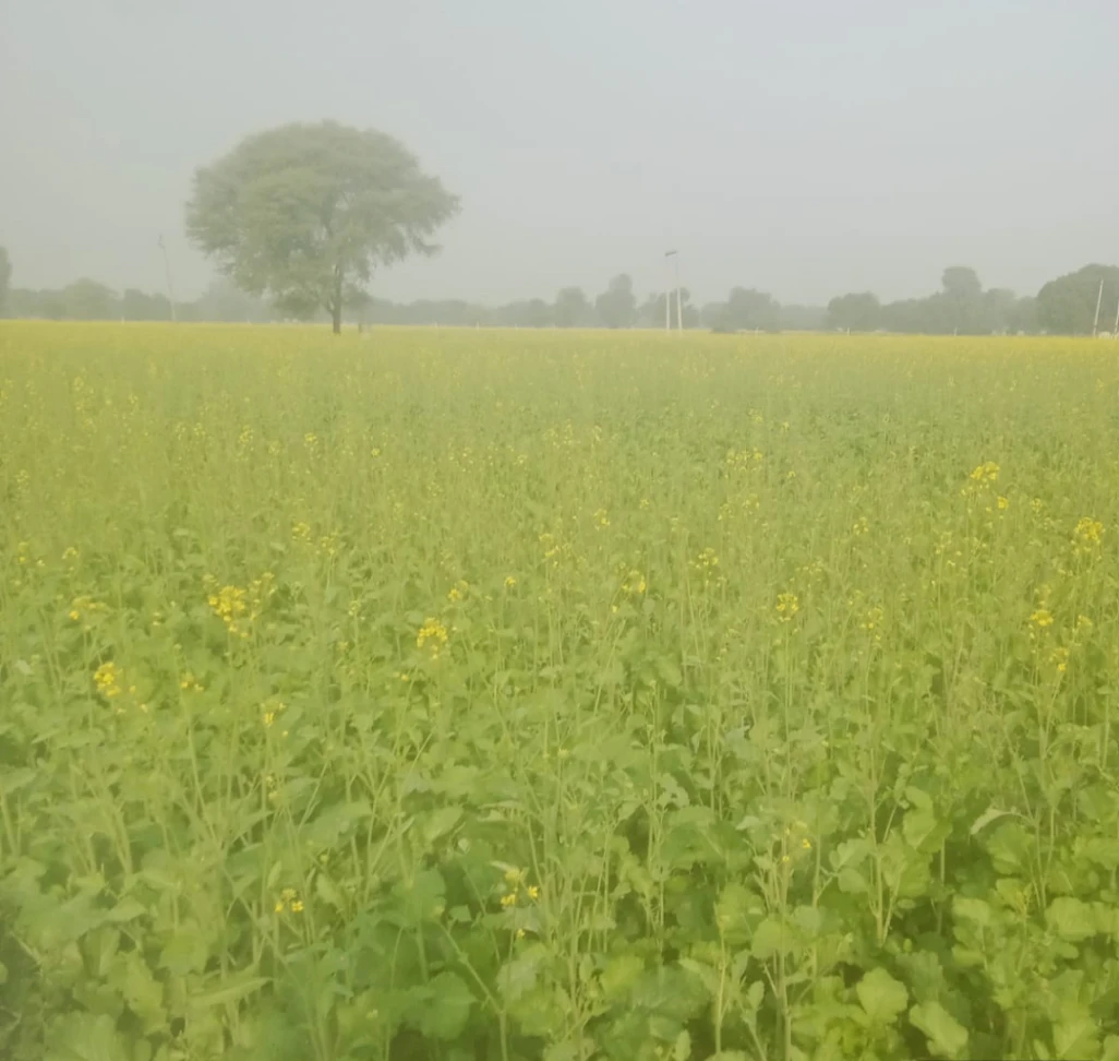 Mandawar, Rajasthan 321609, India