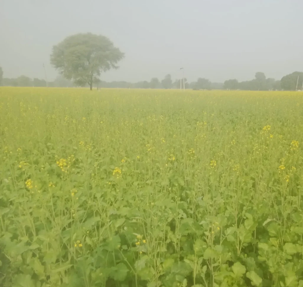 Mandawar, Rajasthan 321609, India preview 2