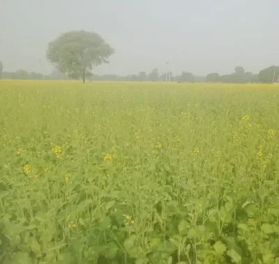 Mandawar, Rajasthan 321609, India preview 2