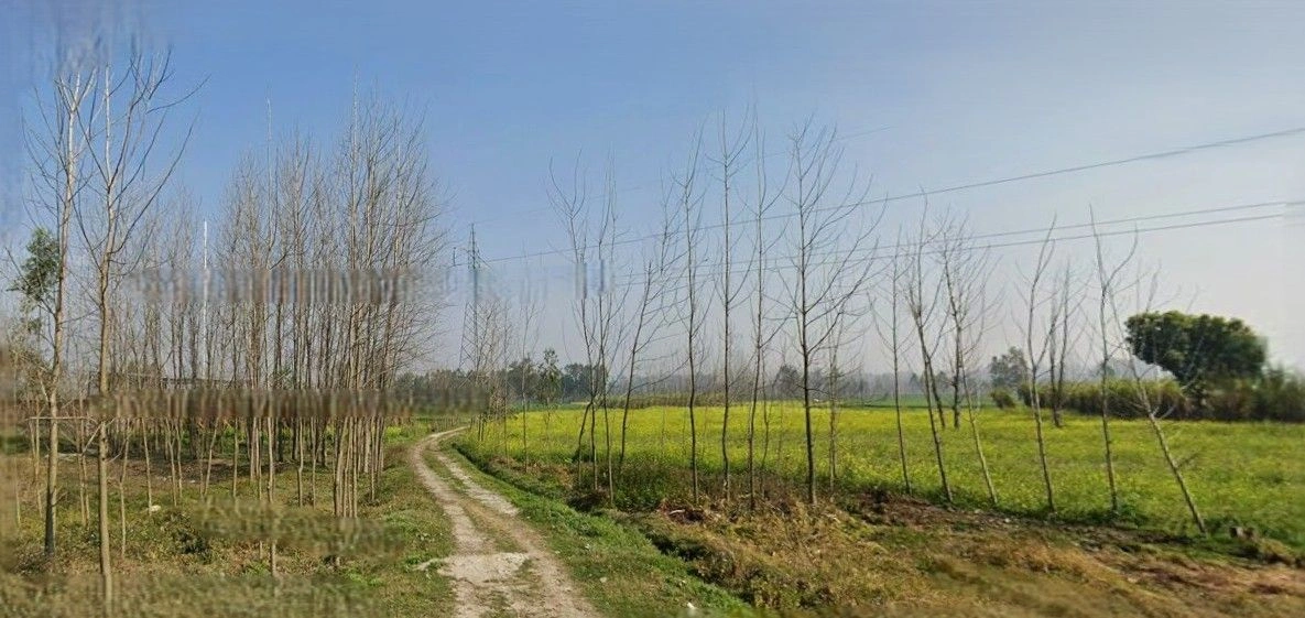 Suar, Uttar Pradesh 244924, India preview 2