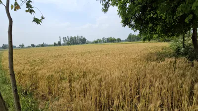 Chaloda, Gujarat 382260, India preview 2