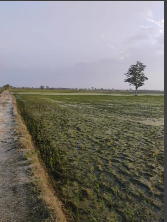 3RWH+HPJ, Thapul Rd, Biharigarh, Thappel Ismailpur, Uttar Pradesh 247662, India