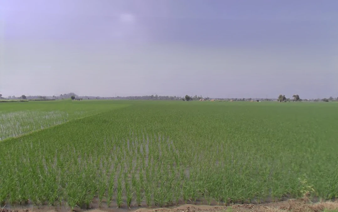 Cheeka, Haryana, India