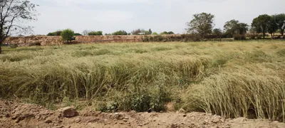 Bagar Rajput, Rajasthan, India preview 2