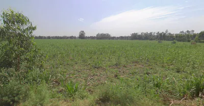 Rampur, Uttar Pradesh, India preview 3