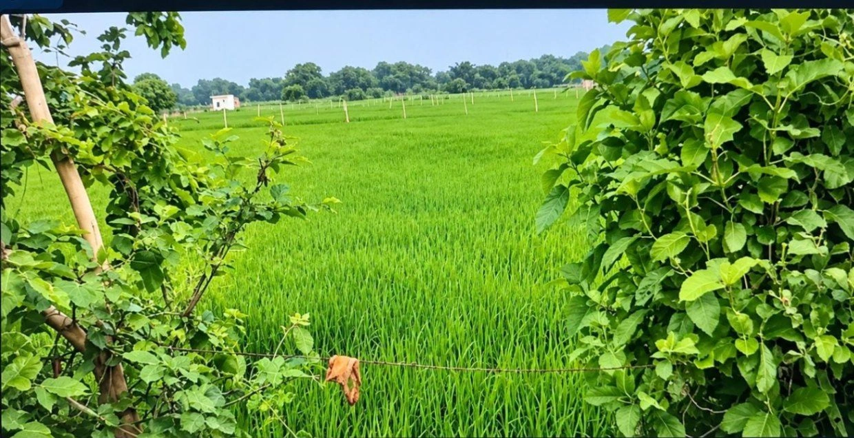 k, Katihar, Bareta, Bihar 854115, India - Photo 3