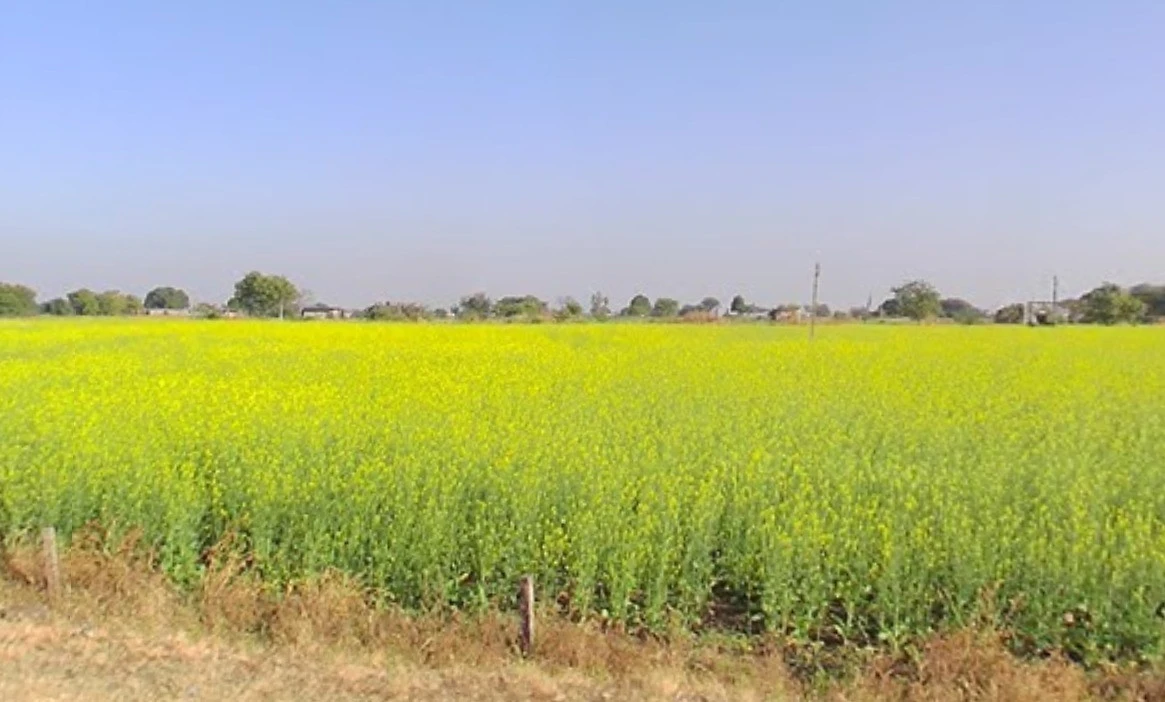 Bakaniya, Madhya Pradesh 462030, India