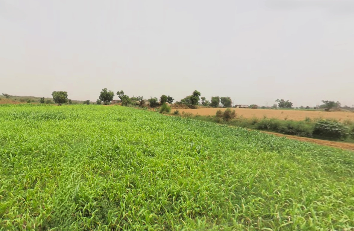 Raiseena, Haryana 122102, India