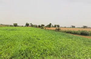 Raiseena, Haryana 122102, India preview 3